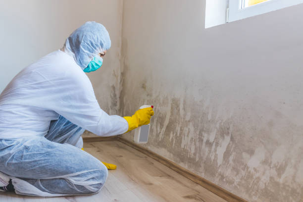 Black mold inspection in Columbia